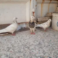 کبوتر رنگی