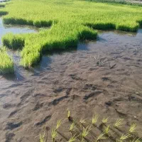 تیلکی عنبربو فروش