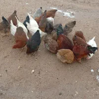 مرغ محلی 10عدد