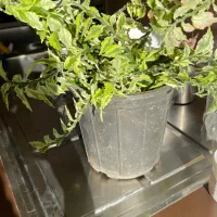 گل پدیلانتوس سالم|گل و گیاه طبیعی|قزوین, |دیوار