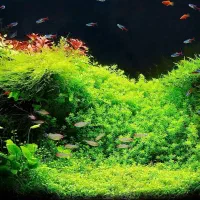 آکواریوم (هدیه روز مادر)|ماهی|مشهد, ولیعصر (شهرک غرب)|دیوار