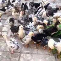 جوجه مرغ گلین ۳۹روزه واکسن خورده