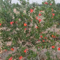 فروش زمین ۲۷۵۰ متردر قاضی بالا.شرایط نقدواقساط|فروش زمین و ملک کلنگی|قم, آزادگان|دیوار
