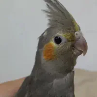 یک جفت عروس هلندی نر وماده