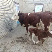 گاو گوساله سمینتال اصل