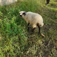 گوسفند بره 4ماهه