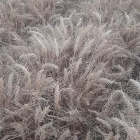 بذر گندم اوکراینی با تناژ بالا