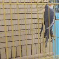 یک جفت عروس هلندی جوان نر و ماده و یک جفت مولد|پرنده|شیراز, شهرک گلستان|دیوار