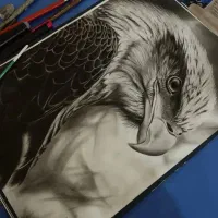 نقاشی عقاب