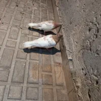 کفتر معاوضه با جفت عروس هلندی یا جفت قناری|پرنده|مشهد, شهرک صنعتی توس|دیوار