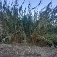 فروش( نی )دوساله درجه یک