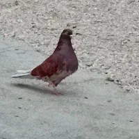 پرنده
