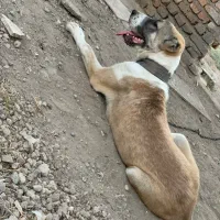 سگ آلابای اصیل|سگ|گنبد کاووس, |دیوار