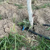 باغ پسته 1.6هکتاری|فروش زمین و ملک کلنگی|دشتابی, |دیوار