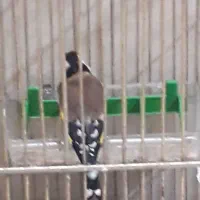 خروس|پرنده|زنجان, |دیوار