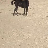 کره‌مادیان‌مشکی۳نشان|اسب و تجهیزات اسب‌سواری|اصفهان, کوی سپاهان|دیوار