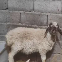 دو عدد بره ماده