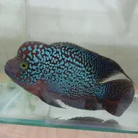ماهی فلاور کامفا کلکسیونی