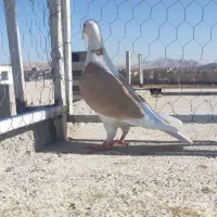 کفتر ابلق زرد|پرنده|شیراز, گویم|دیوار