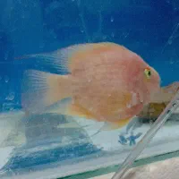 پرت کینگ ماده صورتی