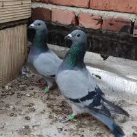 پلاکی شکارشده جوجه امسال