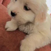 توله پامر نر عروسکی