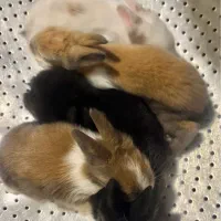 بچه خرگوش