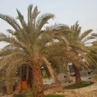 استخدام باغبان ماهر برای هرس نخل|استخدام سرایداری و نظافت|بندر کنگان, |دیوار