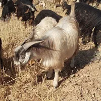 ۴ راس بز نر یکساله