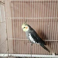 عروس هلندی و فنچ