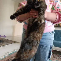 گربه ماده اسکاتیش شکلاتی