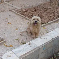 سگ پاکوتاه|سگ|اسفراین, |دیوار