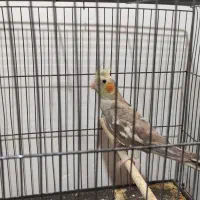 عروس هلندی نر ۳ ماهه