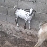 سه عدد کهر نر|حیوانات مزرعه|بندرعباس, |دیوار