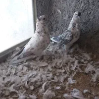 کبوتر فروشی|پرنده|شاهرود, |دیوار