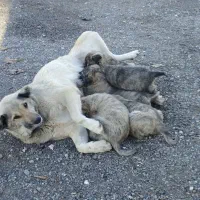 واگذاری توله سگ|سگ|باسمنج, |دیوار