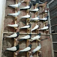 کبوتر رنگی|پرنده|مرودشت, تخت جمشید|دیوار