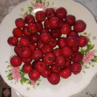 زالزالک یا گویژ بلچ قرمز|خوردنی و آشامیدنی|کلاترزان, |دیوار