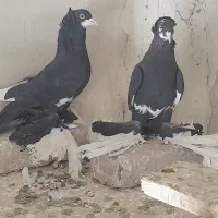 کبوتر ۲ جفت