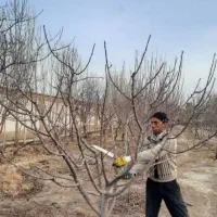 هرس تمام درختان میوه وجنگلی