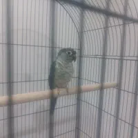 گرینچیک تراکوییس|پرنده|تهران, وحیدیه|دیوار