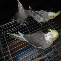 عروس هلندی|پرنده|تهران, آهنگ|دیوار