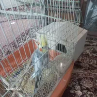 عروس هلندی جفت|پرنده|کرج, کوی امامیه|دیوار