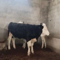 گاو شکم اول نخلی|حیوانات مزرعه|نجفآباد, یزدانشهر|دیوار