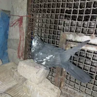 کبوتر اصفهانی پر|پرنده|اصفهان, سلطان‌آباد|دیوار
