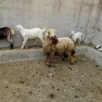 بره|حیوانات مزرعه|بیضا, |دیوار