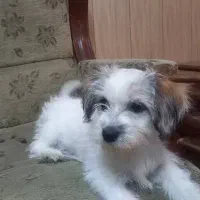 سگ شیتزو تریر ماده(لوسی)