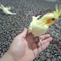 جوجه عروس هلندی ۴۰ روزه
