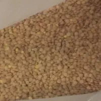 عدس|خوردنی و آشامیدنی|گالیکش, |دیوار