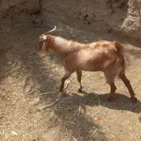 فروش دو تروشت یا معاوضه با بره